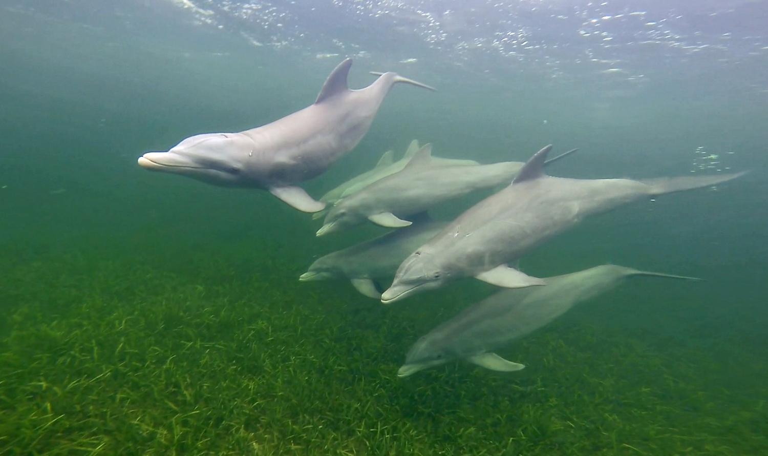 Blize dolphins pic