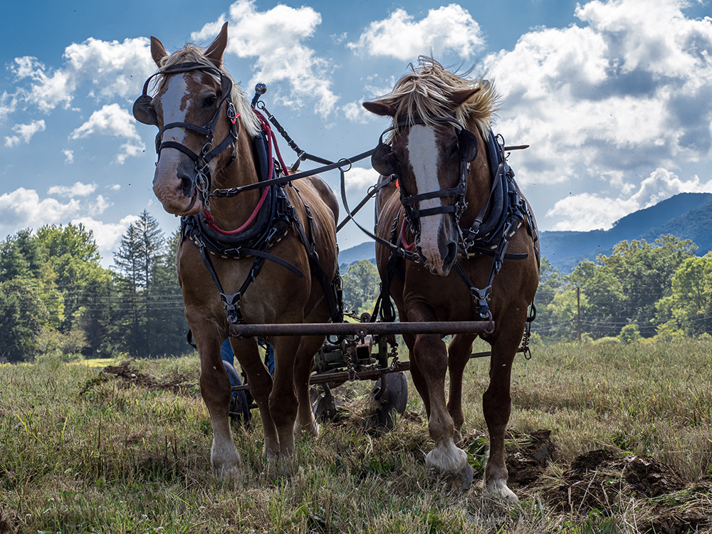 Plow Day 2019. Photo by Dave Hearne.